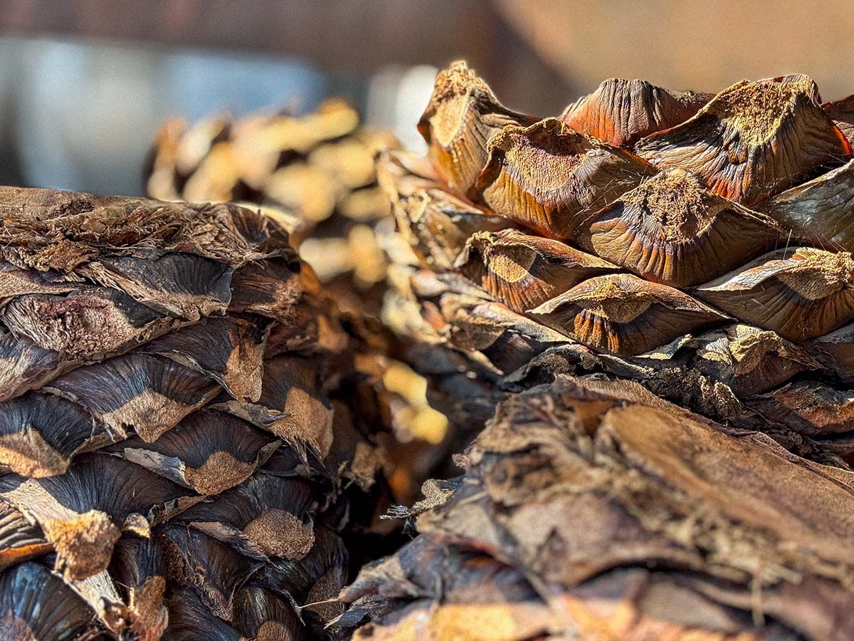 Restos de un agave cocido en el horno